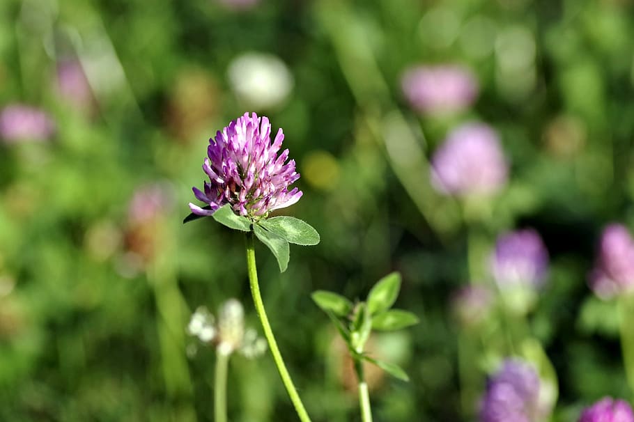 kløver, rød, blå, blå, violet, blomst, rød, blå, violet, foderplante, en blomst af marken, makro, stænglerne, Trifolium, farve, eng, grøn, vækst, skrøbelighed, natur, plante, skønhed i naturen, blomstrende plante, friskhed, sårbarhed, tæt på, blomsterhoved, kronblad, lilla, blomsterstand, fokus på forgrunden, ingen mennesker, lyserød farve, dag, botanik, forår, udendørs, blødhed, 4K