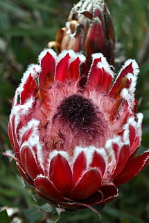 protea, rosa, obert, frescor, flor, primer pla, planta amb flors, planta, bellesa a la natura, fragilitat, vulnerabilitat, inflorescència, centrar-se en primer pla, creixement, vermell, pètal, cap de flor, naturalesa, dia, cap gent, botànica, primavera, marró, 4K, CC0, domini públic, lliure de regalies