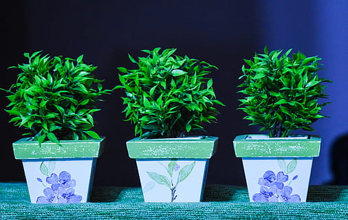 gryder, dekoration, kunstig, inde, plante, vækst, grøn farve, natur, potteplante, blad, plante del, skønhed i naturen, detail, erhvervsfinansiering og industri, forretning, ingen mennesker, blomst, urt, udendørs, sundhedspleje og medicin, forbrugerisme, marijuana - urte cannabis, blomsterkrukke, 4K, CC0, offentligt domæne, royaltyfrie