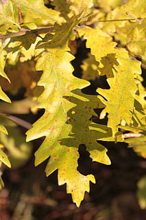 Farben, fallen, Wald, Blatt, Blätter, Licht, warm, Gelb, Herbst, Pflanzenteil, Pflanze, Wachstum, Nahansicht, Natur, Schönheit in der Natur, keine Leute, Tag, Fokus auf den Vordergrund, Baum, grüne Farbe, Sonnenlicht, draußen, Veränderung, Ruhe, Ast, Ahornblatt, 4K, CC0, gemeinfrei, lizenzfrei