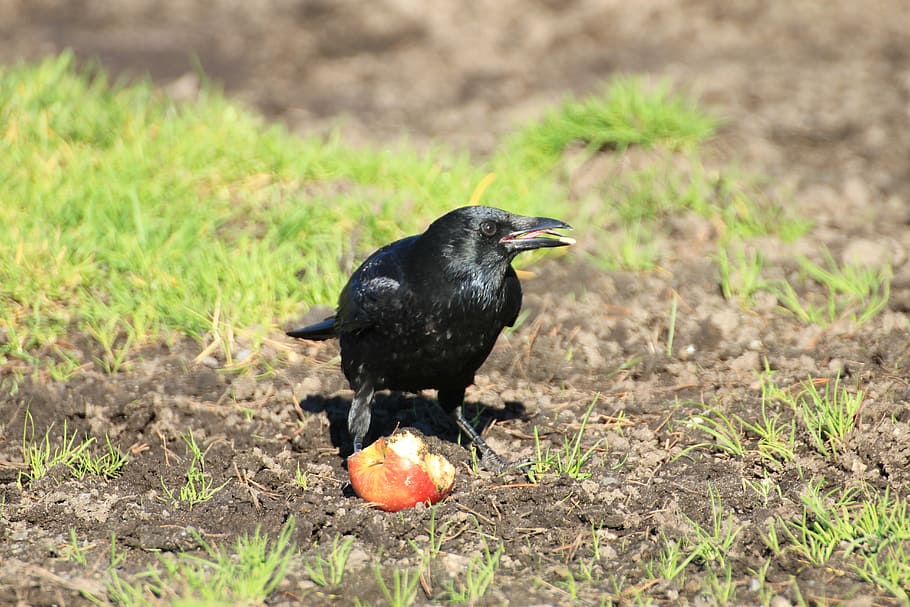 Corb, ocell de corb, negre, ocell, torre, songbird, animals, corvidae, corvus frugilegus, món animal, temes d'animals, animal, fauna animal, un animal, animals a la natura, vertebrats, menjar, color negre, naturalesa, cap gent, menjar i beguda, planta, herba, dia, terra, vista lateral, a l'aire lliure, camp, bec, famolenc, 5K