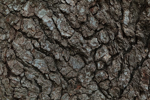 bark, træ, robust, mønster, natur, væve, tæt på, tekstureret, baggrunde, ingen mennesker, grå, fuld ramme, ru, træstamme, bagagerum, plantebark, dag, udendørs, naturligt mønster, geologi, ekstrem nærbillede, plante, solid, tekstureret effekt, abstrakte baggrunde, 1080P, CC0, offentligt domæne, royaltyfrie