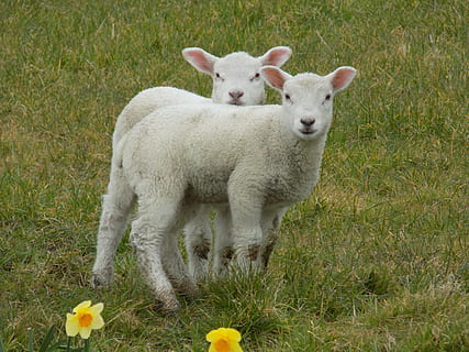 two, white, grass field, Lambs, Spring, Easter, Animal, young, cute, nature, livestock, rural, springtime, newborn, little, innocent, looking, domestic animals, grass, animal themes, looking at camera, young animal, plant, mammal, field, land, lamb, pets, domestic, vertebrate, sheep, no people, portrait, day, outdoors, herbivorous, animal family, 5K, CC0, public domain, royalty free