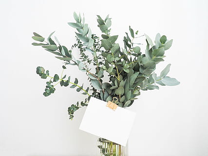 grøn, blade, papir, blad, planter, indre, blomst, glas, vand, vase, besked, hvid, indhylle, buket, dekoration, plante, natur, plante del, studio skud, vækst, indendørs, grøn farve, friskhed, hvid baggrund, ingen mennesker, skønhed i naturen, mad og drikke, sårbarhed, potteplante, hvid farve, kopiere plads, mad, skåret ud, urt, blomsterhoved, blomsterkrukke, stueplante, 5K