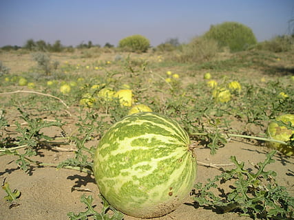 india, ørken, sand, melon, bitter, bitter melon, giftig, mat, jordbruk, natur, gresskar, vannmelon, moden, grønnsak, organisk, frukt, mat og Drikke, spise sunt, grønn farge, anlegg, felt, friskhet, land, velvære, vekst, fokusere på forgrunnen, ingen folk, dag, sollys, landskap, utendørs, 1080P, CC0, offentlig domene, opphavsrett gratis