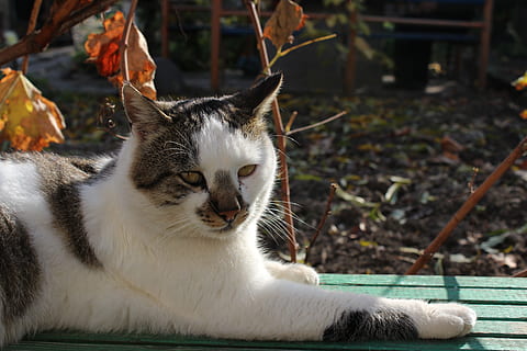 katt, benk, blad, bart, sol, dyre temaer, dyr, pattedyr, ett dyr, feline, virveldyr, huskatt, kjæledyr, husdyr, innenlands, fokusere på forgrunnen, ingen folk, nærbilde, avslapning, dag, natur, værhår, hvit farge, ser, 5K, CC0, offentlig domene, opphavsrett gratis