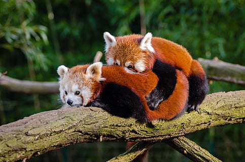 han-, kvinde, rød, pandaer, afdeling, dagtimerne, dyr, kæle, nuttet, miljø, pels, lodne, mindre panda, lille, pattedyr, natur, udendørs, rød panda, træ, træ gren, dyreliv, dyre temaer, dyr i naturen, et dyr, hvirveldyr, ingen mennesker, panda - dyr, lempelse, dyr i fangenskab, fokus på forgrunden, Zoo, 4K, CC0, offentligt domæne, royaltyfrie