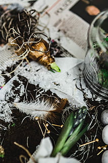 planting, seedlings, newspaper, covered, table, quail eggs, Woman, newspapers, plant, gardening, seedling, dirt, sapling, growth, growing, nature, food, no people, day, close-up, indoors, selective focus, high angle view, still life, plant part, food and drink, leaf, vegetable, container, tree, dry, messy, herb, 4K