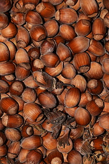 Nocciole, noccioline, sfondo, cibo, mangiare, Marrone, guscio di noce, baccello della frutta, nocciola comune, frutto dell'albero, delizioso, salutare, cibo e bevande, abbondanza, dado - cibo, sfondi, avvicinamento, Noce, grande gruppo di oggetti, fotogramma intero, benessere, freschezza, nocciola, natura morta, castagna - cibo, mangiare sano, nessuno, in casa, direttamente sopra, vista dall'alto, 5K, CC0, dominio pubblico, privo di copyright