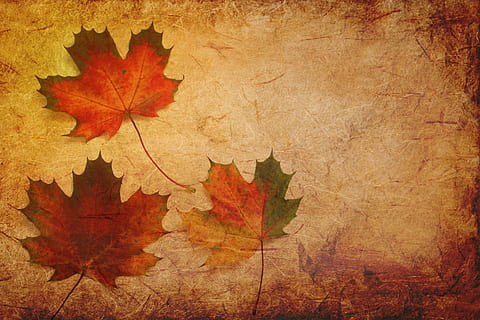 three, withered, maple, leaves, texture, background, maple leaves, autumn, paper, stationery, seasons, colorful, golden autumn, fall color, fall foliage, bright, orange, composing, plant part, leaf, change, textured, backgrounds, orange color, maple leaf, red, nature, brown, no people, maple tree, close-up, tree, yellow, rough, pattern, outdoors, antique, textured effect, 2K, CC0, public domain, royalty free