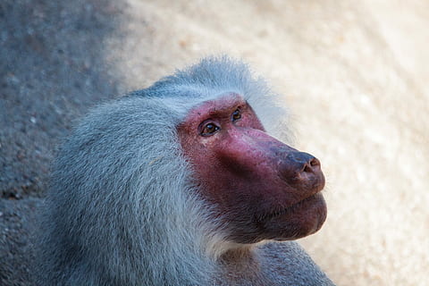 babuin, maimuţă, animal, arhiepiscop, hagenbeck zoo, mamifer, un animal, animale sălbatice, animale în sălbăticie, a închide, nici o persoana, partea corpului animalului, animale vertebrate, portret, păr de păr, păr, in cautarea, vizualizare profil, ochi de animale, 4K, CC0, domeniu public, fără drepturi de autor