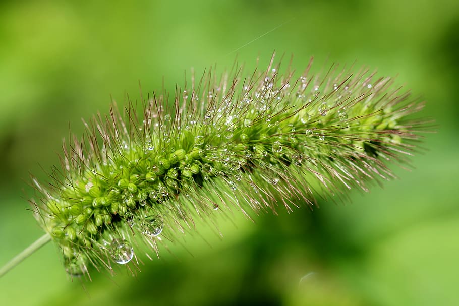 planta de fulla verda, piscina, cua de civet, naturalesa, resum, plantes, bosc, arboretum, verd, prat, degoteig, afegir, makro, color verd, creixement, primer pla, cap gent, dia, planta, a l'aire lliure, herba, frescor, bellesa a la natura, centrar-se en primer pla, tirar, aigua, humit, arbre de coníferes, flor, enfocament selectiu, pi, rosada, pluja, agulla - part de la planta, puresa, gota de pluja, 5K