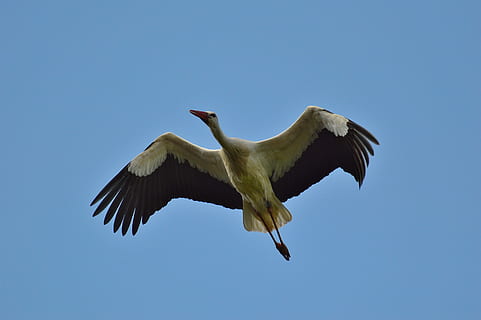 こうのとり, 飛ぶ, エレガント, フェザー, 鳥, 羽毛, 自然, 動物たち, ガラガラコウノトリ, ビル, 一匹の動物, 野生の動物, 動物の野生動物, 飛行, 羽を広げる, 動物, 動物のテーマ, 脊椎動物, 晴天, 空, 青, 無人, 日, 動物の体の一部, ローアングルビュー, モーション, 中空, 屋外, 動物の羽, 2K, CC0, パブリックドメイン, ロイヤリティフリー