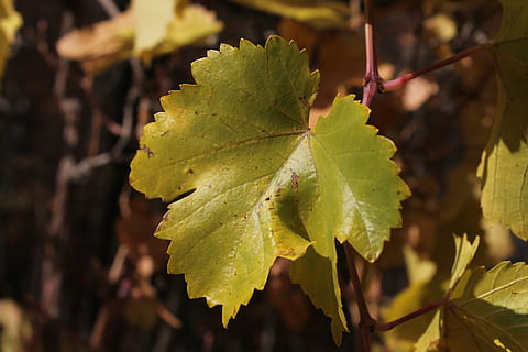 hoja, uva, verde, vid, parte de la planta, planta, crecimiento, color verde, de cerca, naturaleza, centrarse en primer plano, día, nadie, belleza en la naturaleza, al aire libre, enfoque selectivo, luz del sol, frescura, tierra, viñedo, vena de la hoja, hojas, vinificación, 4K, CC0, dominio público, libre de derechos