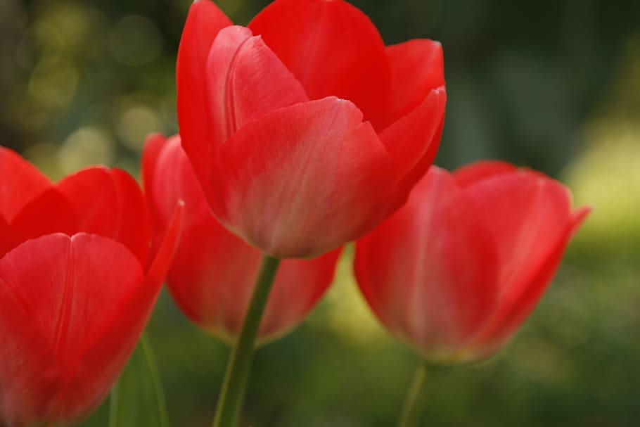 tulipa, vermell, obert, estiu, primavera, flor, naturalesa, floral, verd, blanc, colorit, fresc, jardí, full, regal, florir, color, brillant, pètal, tija, temporada, dia, natural, festa, groc, rosa, Pasqua, amor, florint, munt, gil dekel, pesach, primer pla, zoom, planta amb flors, planta, frescor, vulnerabilitat, fragilitat, bellesa a la natura, cap de flor, inflorescència, creixement, centrar-se en primer pla, cap gent, a l'aire lliure, suavitat, 4K
