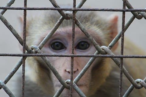 abe, stirre, ansigt, hegn, bur, indien, primat, et dyr, dyre temaer, hvirveldyr, dyr i fangenskab, dyr, portræt, pattedyr, kigger på kameraet, tæt på, Zoo, dyreliv, dyr kropsdel, fanget, fokus på forgrunden, ingen mennesker, metal, dag, dyr hoved, 5K, CC0, offentligt domæne, royaltyfrie