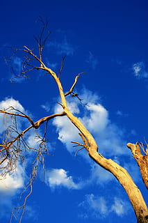 arbre, mort, vell, perca, ocells, tronc, brillant, or, llum solar, cel, molt blau, blau, naturalesa, branca, dia, vista d’angle baix, núvol - cel, planta, cap gent, arbre nu, bellesa a la natura, tranquil·litat, a l'aire lliure, escenics - natura, escena tranquil·la, creixement, planta morta, 4K, CC0, domini públic, lliure de regalies