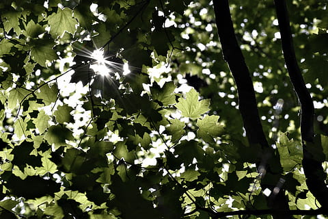 schließen, Foto, Grün, belaubt, Baum, Bäume, tagsüber, Nahansicht, Sonnenschein, Blatt, Pflanze, Ast, Natur, draußen, Wald, grüne Farbe, Frühling, Sommer-, keine Leute, Sonnenlicht, Hintergründe, Schönheit in der Natur, Tag, Jahreszeit, Wachstum, Pflanzenteil, Frische, blühende Pflanze, Blume, Flachwinkelansicht, Zerbrechlichkeit, Verletzlichkeit, Ruhe, sonnig, Blütenkopf, 5K, CC0, gemeinfrei, lizenzfrei