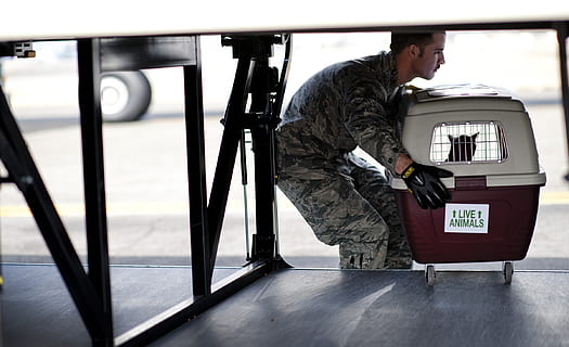 soldier, lifting, red, white, pet carrier, loading, cargo, pet, crate, kennel, transport, industrial, aircraft, plane, shipment, worker, labor, man, male, one person, transportation, real people, full length, uniform, standing, mode of transportation, adult, government, military, military uniform, side view, army soldier, indoors, communication, clothing, day, armed forces, men, arrival, 1080P, CC0, public domain, royalty free
