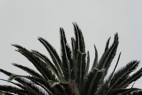 grünblättrige Pflanze, Foto, Sago Palme Pflanze, Wachstum, Pflanze, Natur, keine Leute, Blatt, Himmel, draußen, Nahansicht, Tag, Baum, Palme, Pflanzenteil, Palmblatt, Landwirtschaft, Dattelpalme, Schönheit in der Natur, tropisches Klima, Gesundheitswesen und Medizin, grüne Farbe, Ernte, 5K, CC0, gemeinfrei, lizenzfrei