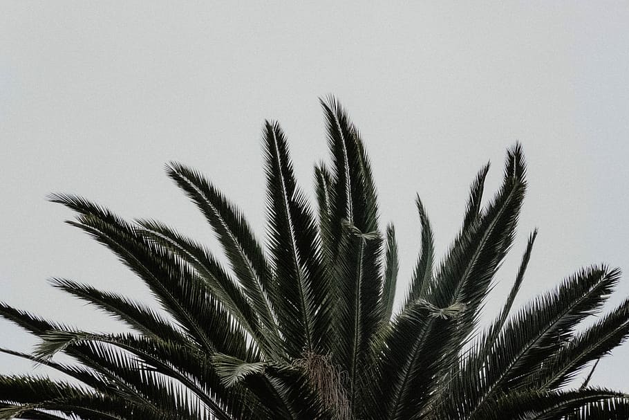 grünblättrige Pflanze, Foto, Sago Palme Pflanze, Wachstum, Pflanze, Natur, keine Leute, Blatt, Himmel, draußen, Nahansicht, Tag, Baum, Palme, Pflanzenteil, Palmblatt, Landwirtschaft, Dattelpalme, Schönheit in der Natur, tropisches Klima, Gesundheitswesen und Medizin, grüne Farbe, Ernte, 5K