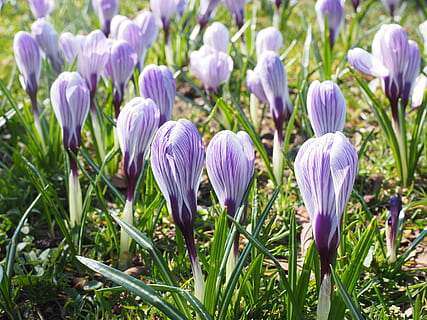croco, fiore, primavera, Buhen, viola, a strisce, colorato, fiorire, fioritura, fiori di primavera, fiori, pianta fiorita, pianta, freschezza, bellezza nella natura, crescita, vulnerabilità, fragilità, avvicinamento, petalo, iris, natura, testa di fiore, infiorescenza, campo, nessuno, concentrarsi sulle conoscenze acquisite, terra, all'aperto, letto di fiori, iris - pianta, 4K, CC0, dominio pubblico, privo di copyright