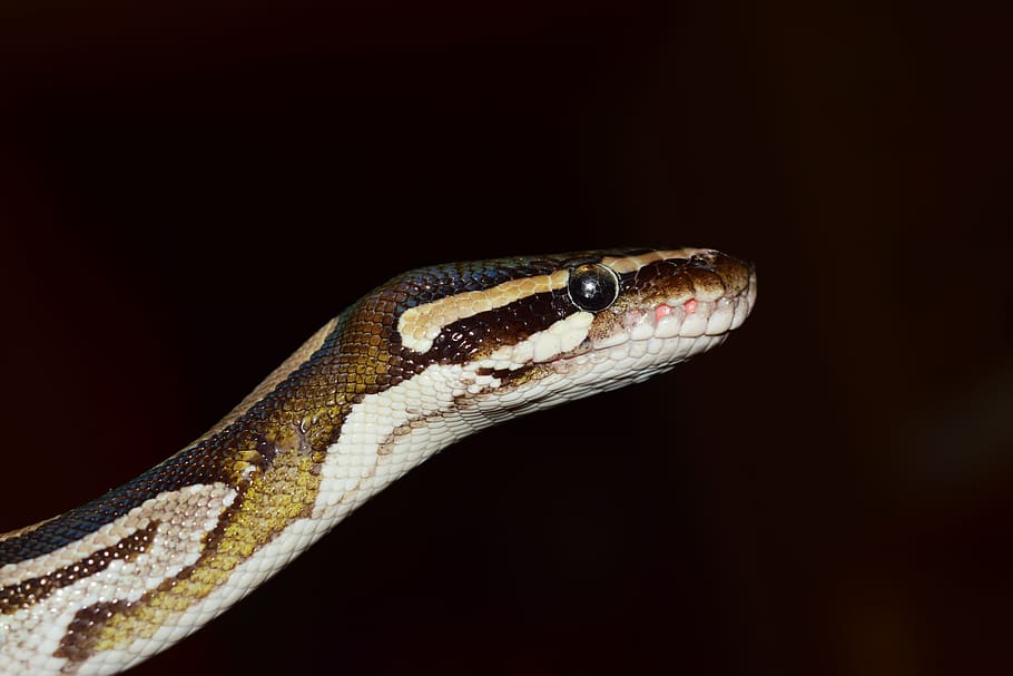 primer pla, fotografia, marró, beix, serp, pitó de pilota, python regius, bellesa, mojave, cap, exòtic, tancar, constrictor, no tòxic, boa, escala, rèptil, caçador de ratolí, terrari, terraristik, un animal, fauna animal, temes d'animals, animals a la natura, llengua animal, animal, vertebrats, cap gent, fons negre, part del cos dels animals, tir de l'estudi, cap d’animals, naturalesa, ull, verinós, retrat, centrar-se en primer pla, escala d’animals, ull d’animals, selva tropical, pluja tropical, 5K