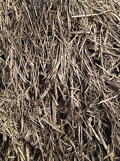 straw, grain, grass, hay, bale, haystack, nature, agriculture, backgrounds, farm, dry, rural Scene, full frame, no people, plant, high angle view, close-up, day, brown, textured, abundance, outdoors, large group of objects, directly above, twig, tranquility, plant part, dried, 2K, CC0, public domain, royalty free