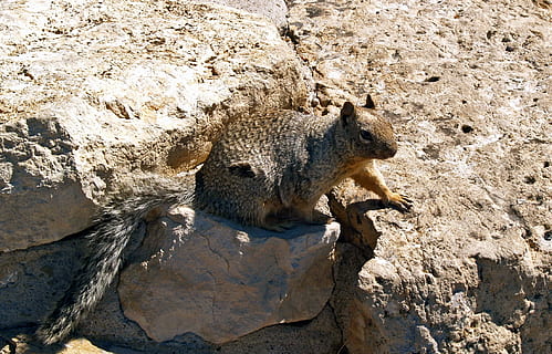 gopher, egern, groundhog, smuk, dyr, natur, dyreliv, pattedyr, dyr i naturen, dyr og kæledyr, udendørs, et dyr, dyre temaer, dag, sollys, solid, ingen mennesker, klippe, hvirveldyr, høj vinkel visning, rock-objekt, firben, krybdyr, tæt på, tekstureret, dyr hoved, 1080P, CC0, offentligt domæne, royaltyfrie