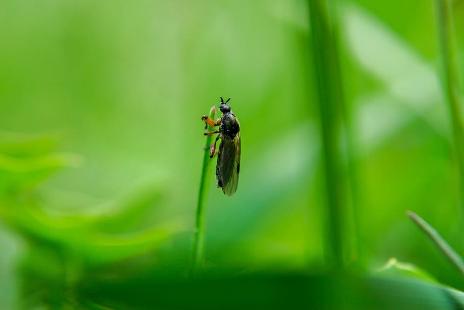 herba, cuc, mucha, ales, volant, insecte, un animal, temes d'animals, animals a la natura, color verd, naturalesa, fauna animal, animal, invertebrat, planta, primer pla, cap gent, bellesa a la natura, enfocament selectiu, part de la planta, full, creixement, dia, ala dels animals, centrar-se en primer pla, 4K
