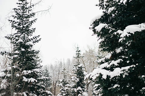 trees, covered, snow, green, leaf trees, snow flex, daytime, tree, forest, pine tree, winter, plant, cold temperature, growth, beauty in nature, nature, tranquility, sky, no people, day, land, tranquil scene, scenics - nature, low angle view, non-urban scene, white color, outdoors, coniferous tree, snowing, 4K, CC0, public domain, royalty free