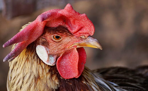 Hahn, uccello, orgoglio, cresta di gallo, piume, pollame, animale, piuma, Gockel, conto, natura, bellissimo, pettinare i denti, pollo felice, fotografia naturalistica, rosso, erba, verde, prato, temi animali, un animale, vertebrato, bestiame, parte del corpo animale, avvicinamento, animali domestici, pollo - uccello, testa di animale, pollo, animale maschio, becco, Gallo, mammifero, concentrarsi sulle conoscenze acquisite, domestico, nessuno, all'aperto, occhio animale, vista profilo, 5K, CC0, dominio pubblico, privo di copyright