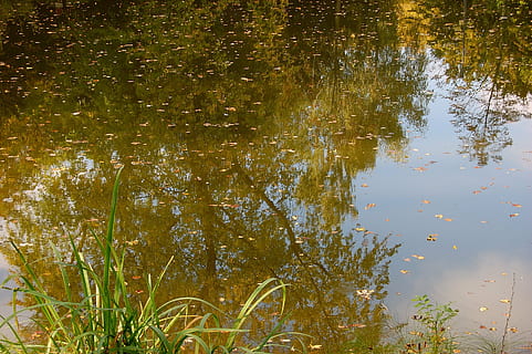 stagno, piscine, Trueb, mirroring, canna, biotopo, riposo, natura, riflessione, acqua, lago, all'aperto, palude, estate, erba, pianta, albero, nessuno, la tranquillità, bellezza nella natura, giorno, acqua stagnante, colore verde, crescita, foglia, animale, galleggiante, galleggia sull'acqua, inquinamento, 2K, CC0, dominio pubblico, privo di copyright