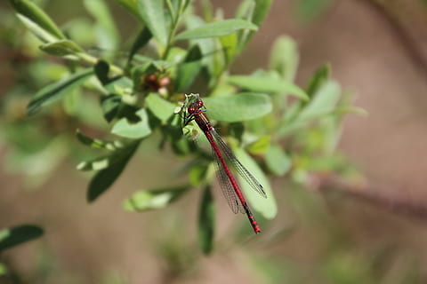 insecto, volar, ala roja, libélula, naturaleza, rojo, ala, verde, nadie, color verde, planta, día, temas de animales, animales en la naturaleza, invertebrado, animal, fauna animal, un animal, de cerca, hoja, centrarse en primer plano, parte de la planta, al aire libre, enfoque selectivo, crecimiento, belleza en la naturaleza, 5K, CC0, dominio público, libre de derechos