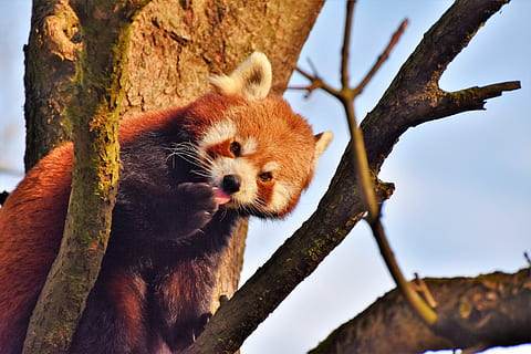 marró, animal, arbre, panda, ós panda, panda marró, suportar, mamífer, bonic, panda vermell, bambú, animal salvatge, Macau, escalador, món animal, dolç, Xina, zoo, tierpark hellabrunn, temes d'animals, un animal, branca, vertebrats, fauna animal, cap gent, animals a la natura, planta, naturalesa, tronc de l'arbre, tronc, dia, panda - animal, vista d’angle baix, a l'aire lliure, animals en captivitat, cap d’animals, bigotis, 5K, CC0, domini públic, lliure de regalies