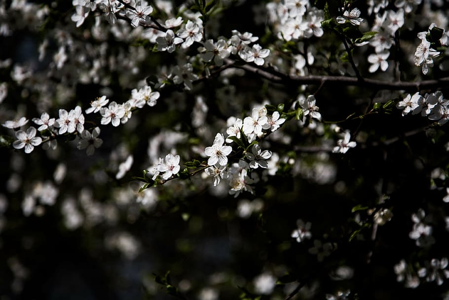 fotografia in scala di grigi, fiori, verde, foglia, pianta, albero, natura, all'aperto, petali, ramo, primavera, fiore, stagione, fiorire, avvicinamento, freschezza, testa di fiore, pianta fiorita, bellezza nella natura, fragilità, vulnerabilità, crescita, Colore bianco, giorno, messa a fuoco selettiva, nessuno, fiore di ciliegio, ciliegio, 4K