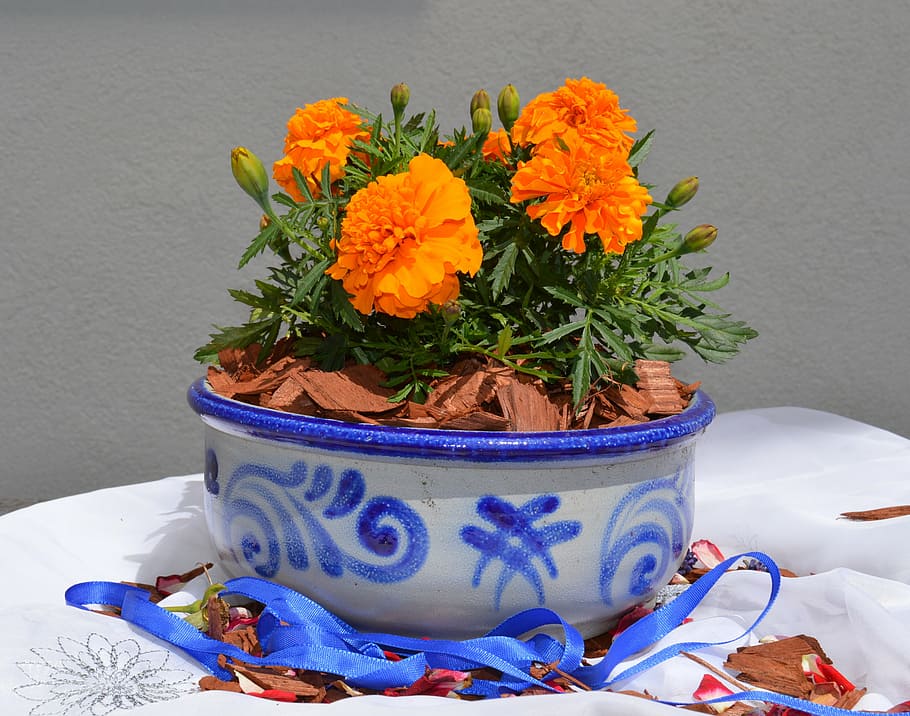 fajance, keramisk, grå, blå, keramik, mønster, blomst, arrangement, friskhed, plante, natur, blomstrende plante, tæt på, potteplante, ingen mennesker, skrøbelighed, vækst, skønhed i naturen, sårbarhed, indendørs, dag, bord, kronblad, stilleben, multi farvet, høj vinkel visning, blomsterkrukke, blomstermønster, 4K