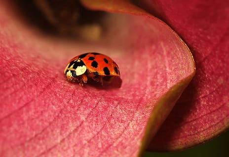 สีแดง, สีดำ, เต่าทอง, กลีบดอกไม้, แมลง, ดอกไม้, Calla, สัตว์, ผู้หญิง, เล็ก, ขนาดเล็ก, แมโคร, สีชมพู, จุด, สัตว์หนึ่งตัว, ธีมสัตว์, ใกล้ชิด, สัตว์ในป่า, ไม่มีคน, สัตว์ที่ไม่มีกระดูกสันหลัง, สัตว์ป่า, ด้วง, ด่าง, ธรรมชาติ, เครื่องหมายสัตว์, เลือกโฟกัส, ระยะใกล้มาก, วัน, กลางแจ้ง, 720P, CC0, โดเมนสาธารณะ, ค่าลิขสิทธิ์ฟรี