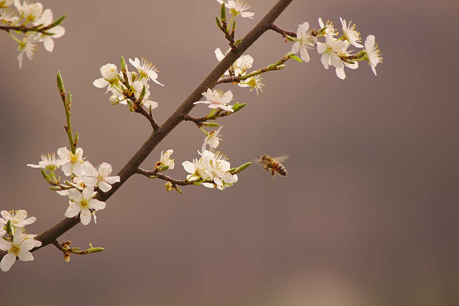 abella, naturalesa, primavera, espolvorear, flor, planta amb flors, planta, fragilitat, vulnerabilitat, bellesa a la natura, frescor, arbre, creixement, primer pla, branca, inflorescència, cap de flor, cap gent, pètal, Color blanc, a l'aire lliure, flor de cirerer, cirerer, 5K