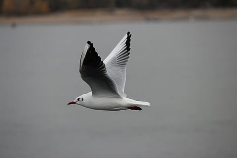 gabbiano, bianca, volo, uccello, natura, mare, volante, animale, uccello di mare, ala animale, piuma, all'aperto, animali allo stato selvatico, temi animali, fauna selvatica, ali spiegate, vertebrato, un animale, acqua, nessuno, mezz'aria, giorno, concentrarsi sulle conoscenze acquisite, movimento, parte del corpo animale, gabbiano con testa nera, 5K, CC0, dominio pubblico, privo di copyright