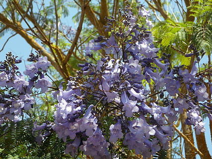 Jacaranda, pohon, berkembang, mekar, bunga-bunga, eksotik, dekat, kemegahan, blütenmeer, sedikit, menyirip, lapang, ungu, biru, menanam, tanaman berbunga, bunga, keindahan di alam, pertumbuhan, kerapuhan, kerentanan, kesegaran, cabang, tidak ada orang, merapatkan, musim semi, alam, hari, gantung, di luar rumah, sinar matahari, 4K, CC0, domain publik, bebas royalti