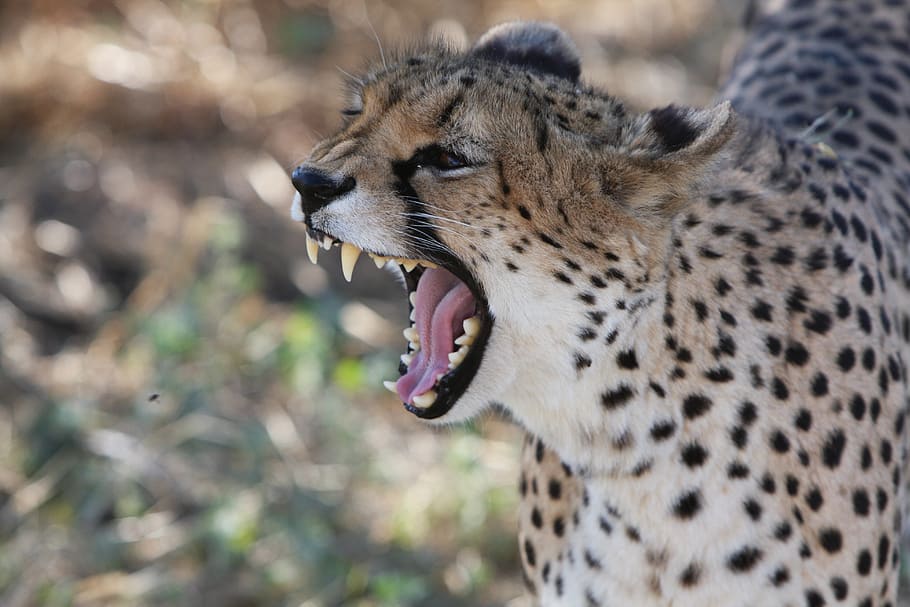 selektiv, fokus fotografering, cheetah gabende, dagtimerne, gepard, namibia, vild, natur, vilde dyr, Afrika, fotografering vilde, Sydafrika, safari, opdage vildt, fauna, jage, rovdyr, dyre temaer, dyr, dyreliv, et dyr, feline, dyr i naturen, pattedyr, stor kat, kat, munden åben, mund, ingen mennesker, fokus på forgrunden, dyr kropsdel, hvirveldyr, dag, fik øje på, dyre tænder, tæt på, dyr hoved, brølende, undomesticated cat, dyre mund, aggression, snerrende, bakkenbart, 4K