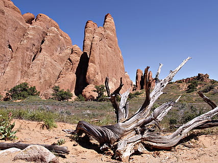 jardí del diable, roques, arrels mortes, paisatge, erosió, desert, utah, parc nacional dels arcs, rock, rock - object, sòlid, escenics - natura, formació de roca, naturalesa, escena no urbana, destinacions de viatge, geologia, tranquil·litat, medi ambient, cap gent, escena tranquil·la, bellesa a la natura, llum solar, geografia física, terra, clima, clima àrid, semiàrid, erosionat, a l'aire lliure, planta morta, gres, fusta flotant, 2K, CC0, domini públic, lliure de regalies