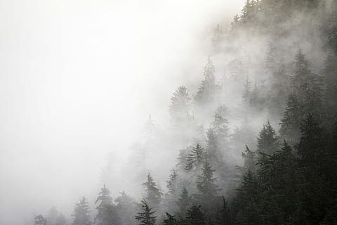 bewaldeter Hügel, nebelig, Tag, Graustufenfoto, Wald, bedeckt, Hundefoto, tagsüber, Bäume, Nebel, Wolken, Berg, Tiefe, Alaska, Baum, Pflanze, Schönheit in der Natur, Ruhe, Szenen - Natur, Land, Natur, Umgebung, keine Leute, Himmel, ruhige Szene, Landschaft, Kiefer, Nicht-städtische Szene, Nadelbaum, draußen, Kiefernwald, immergrüner Baum, 5K, CC0, gemeinfrei, lizenzfrei