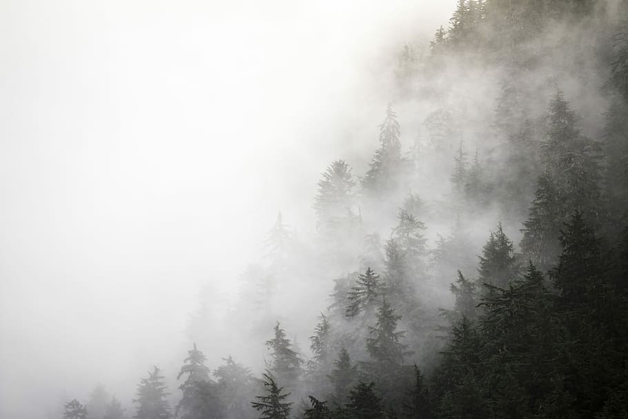foresthill, boira, dia, fotografia en escala de grisos, bosc, cobert, foto de gos, durant el dia, arbres, núvols, muntanya, profunditat, alaska, arbre, planta, bellesa a la natura, tranquil·litat, escenics - natura, terra, naturalesa, medi ambient, cap gent, cel, escena tranquil·la, paisatge, pi, escena no urbana, arbre de coníferes, a l'aire lliure, bosc de pi, arbre de fulla perenne, 5K