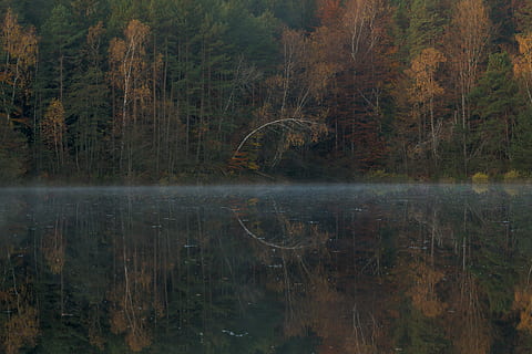 lake, tall, trees, lake in forest, forest, water, reflection, fall, brown, orange, green, colour, magic, wood, silence, fog, mirror, circle, forrest, tree, forstsee, scenics - nature, plant, tranquility, beauty in nature, tranquil scene, no people, land, non-urban scene, nature, waterfront, autumn, day, standing water, idyllic, outdoors, woodland, reflection lake, 8K, CC0, public domain, royalty free