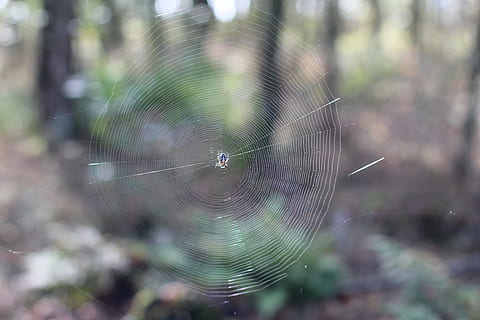 spindelvæv, edderkop, netværk, tæt, makro, spindelvæv, edderkop, insekt, natur, Skov, edderkoppespind, fokus på forgrunden, web, tæt på, skrøbelighed, dyre temaer, hvirvelløse, sårbarhed, dyr, arachnid, dyr i naturen, et dyr, leddyr, dyreliv, ingen mennesker, dag, skønhed i naturen, udendørs, kompleksitet, dug, 5K, CC0, offentligt domæne, royaltyfrie