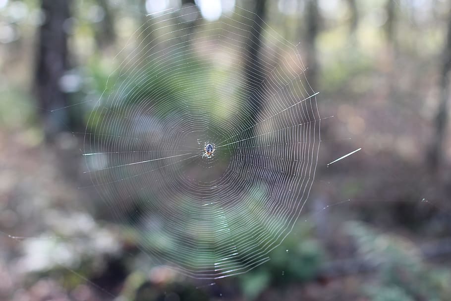 spindelvæv, edderkop, netværk, tæt, makro, spindelvæv, edderkop, insekt, natur, Skov, edderkoppespind, fokus på forgrunden, web, tæt på, skrøbelighed, dyre temaer, hvirvelløse, sårbarhed, dyr, arachnid, dyr i naturen, et dyr, leddyr, dyreliv, ingen mennesker, dag, skønhed i naturen, udendørs, kompleksitet, dug, 5K
