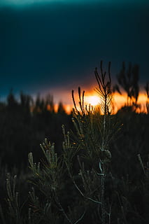 dangkal, fotografi fokus, hijau, berdaun, menanam, pohon, pinus, biru, langit, membakar, matahari, kuning, matahari terbenam, murung, Jeruk, pohon pinus, bokeh, kedalaman, focu, musim panas, keindahan di alam, pertumbuhan, ketenangan, alam, tidak ada orang, fokus pada latar depan, tanah, bidang, adegan yang tenang, bayangan hitam, warna oranye, di luar rumah, scenics - alam, merapatkan, adegan non-urban, pemandangan, tanaman, tangkai, 5K, CC0, domain publik, bebas royalti