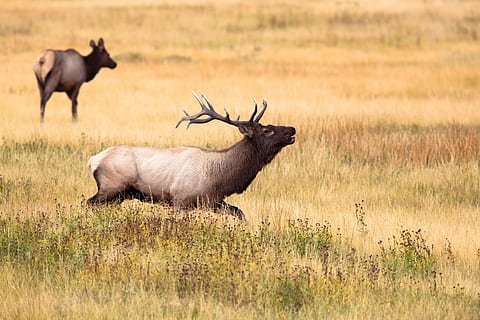 marron, cerf, permanent, vert, champ d'herbe, cerf brun, l'herbe verte, animal, faune, la nature, animaux de safari, animaux à l'état sauvage, mammifère, animaux et animaux de compagnie, Afrique, cornu, parc national, animaux sauvages, antilope, zone de nature sauvage, réserve faunique, Afrique de l'Est, herbe, la faune des animaux, thèmes animaux, groupe d'animaux, personne, vertébré, animaux domestiques, vue de côté, plante, bétail, deux animaux, journée, en plein air, toute la longueur, champ, herbivore, famille d'animaux, 2K, CC0, domaine public, libre de droits